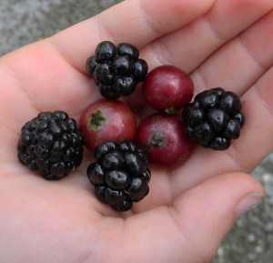 Blackberries/Cherries for Varicose Veins Treatment