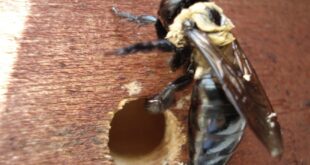 How to get rid of Carpenter Bees naturally?