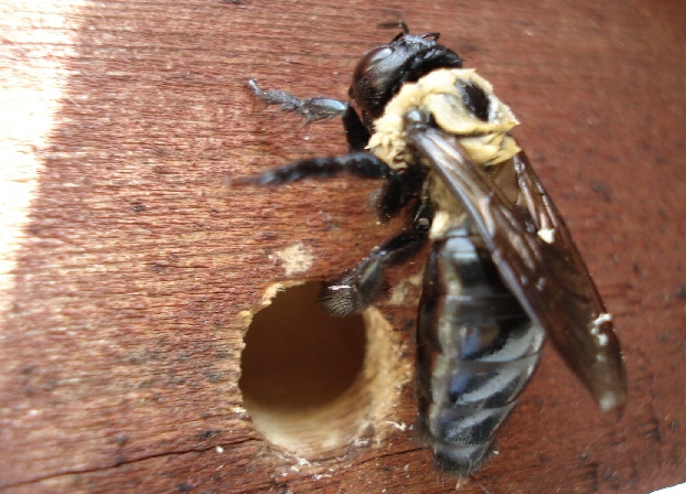 How to get rid of Carpenter Bees naturally?