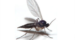 How to get rid of Gnats in Kitchen, House, Bathroom