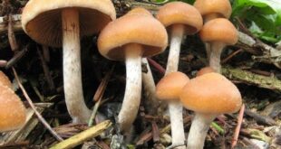 How long does Shrooms stay in your System?