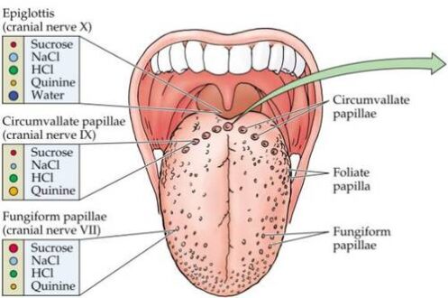 Swollen/Inflamed Taste Buds on Tongue Causes and Treatment