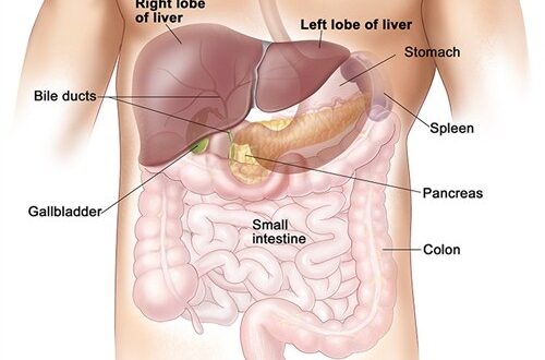 can-you-live-without-pancreas-spleen-lung-liver-or-kidney