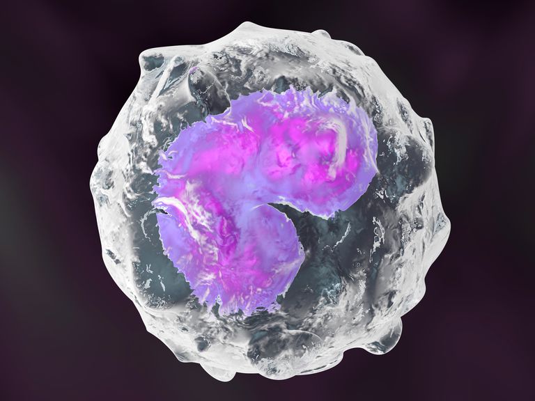 Absolute Monocytes Low High Normal Range Blood Test