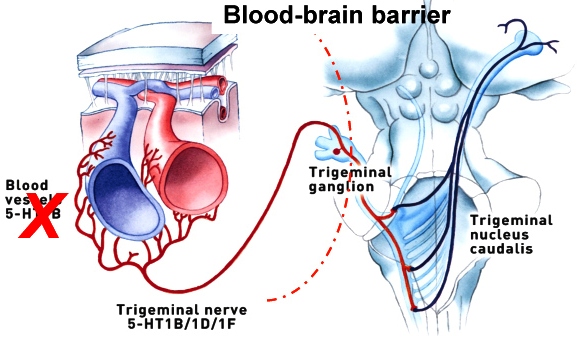 Migraine Mechanism