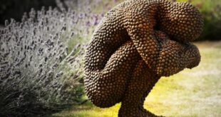 What is Trypophobia Definition, Test and Cure