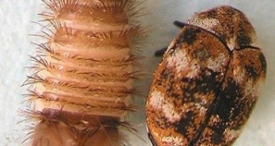 How to Get rid of Carpet beetles permanently
