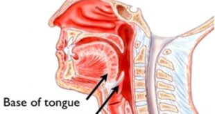 Epiglottis Function in Digestive and Respiratory Systems