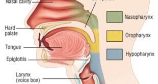 Pharynx Function in Digestive and Respiratory System