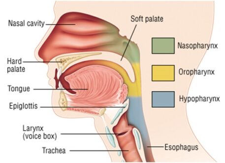 Pharynx Function in Digestive and Respiratory System