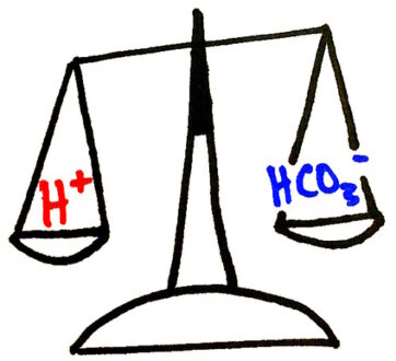 Why Does Metabolic Alkalosis Occur?