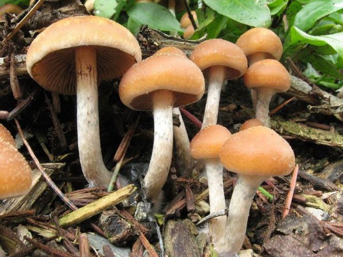 How long does Shrooms stay in your System?