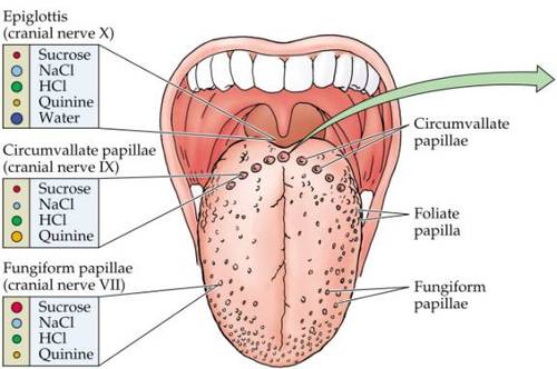 Enlarged Papillae Lie Bumps on Tongue Back Pictures
