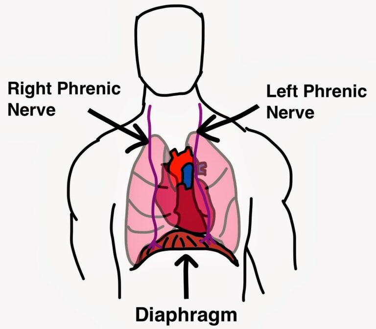 Diaphragm Muscle Spasm Symptoms, Causes, Treatment