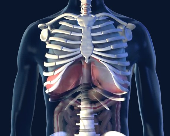 Diaphragm Muscle Spasm Symptoms Causes Treatment