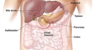Can you Live without Pancreas, Spleen, Lung, Liver or Kidney