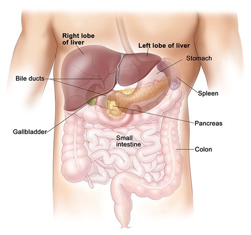 Can you Live without Pancreas, Spleen, Lung, Liver or Kidney