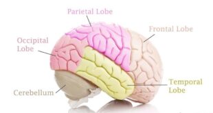 Encephalomalacia (softened Brain Tissue) Definition, Symptoms, Treatment