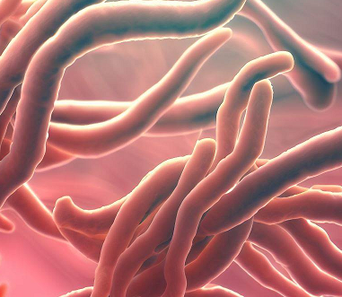 Cutibacterium Avidum Treatemnt, Susceptibiity, Gram Staining